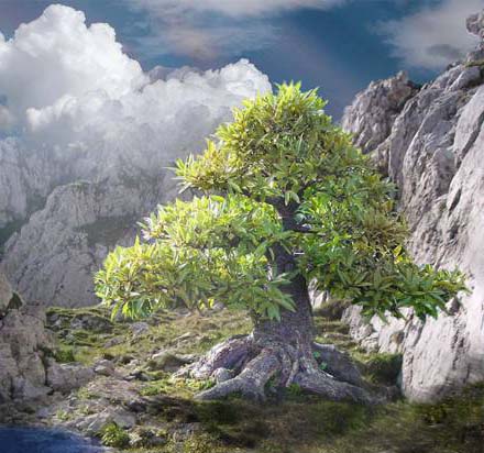 1stTree.jpg 1stTree.jpg