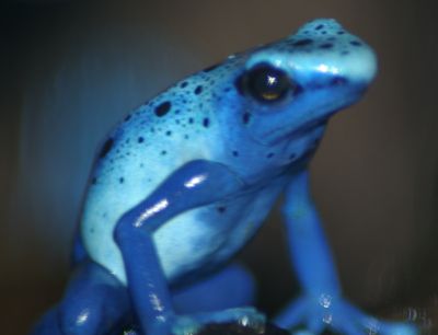 BlueFrog.jpg BlueFrog.jpg