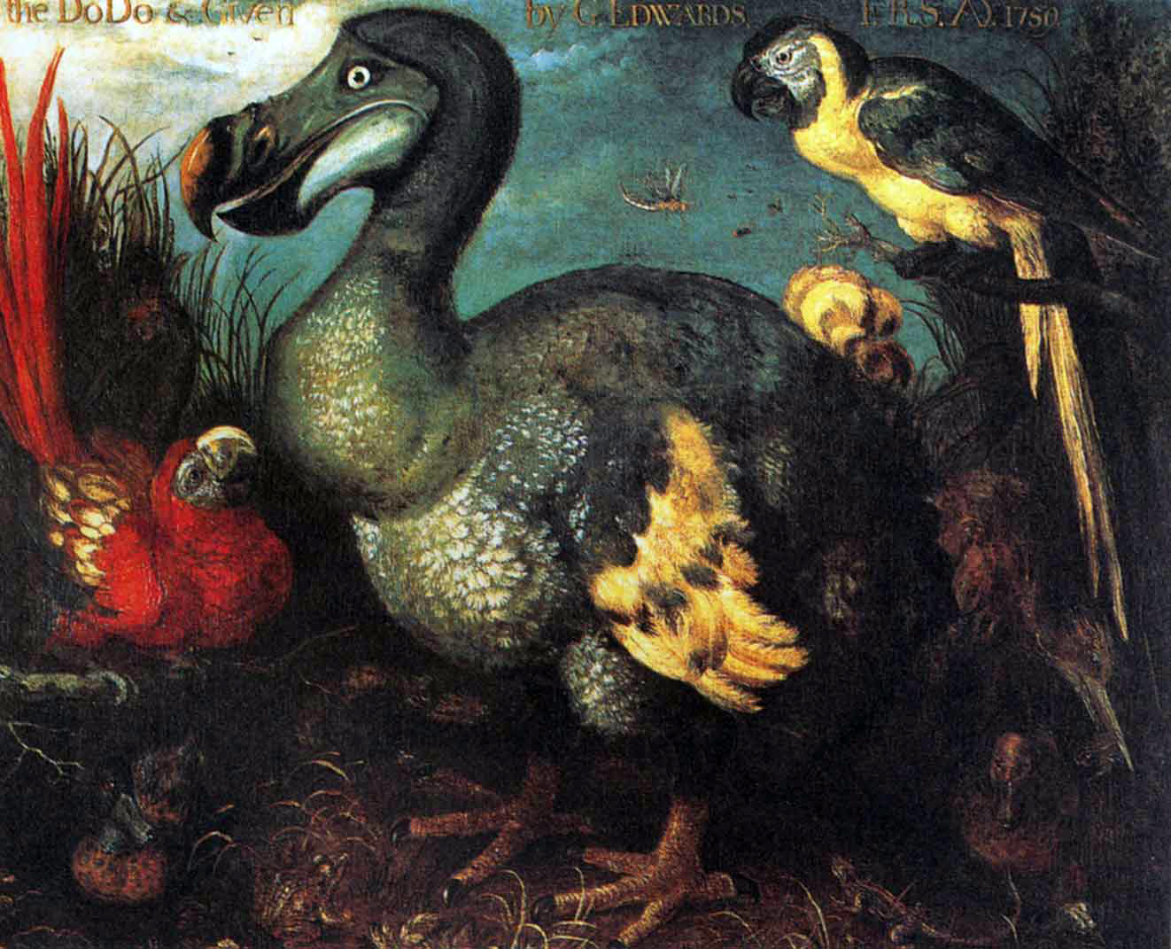 Edward's_Dodo.jpg