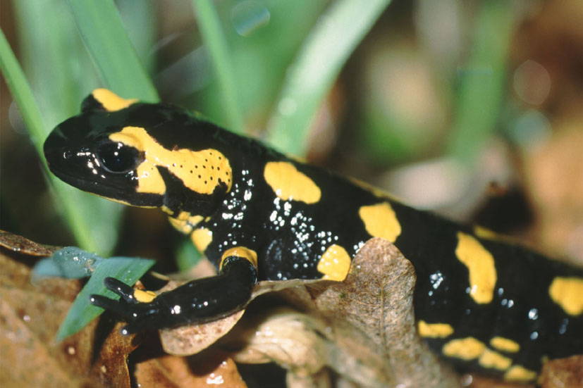 Feuersalamander.jpg Feuersalamander.jpg