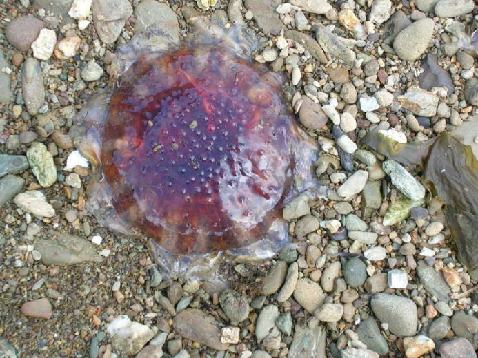 JELLYFISH.jpg