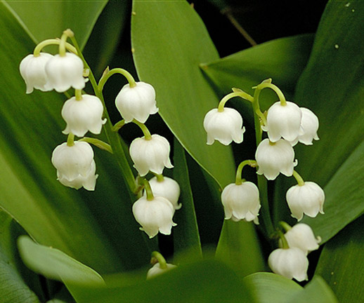 Lily-of-the-Valley.jpg Lily-of-the-Valley.jpg