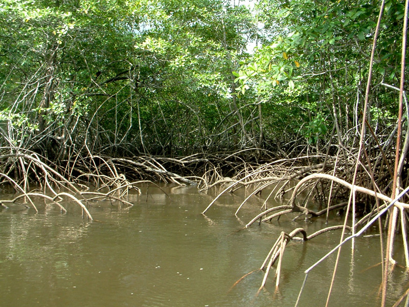 Mangroves.jpg Mangroves.jpg