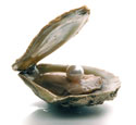 Oyster-Pearl.jpg