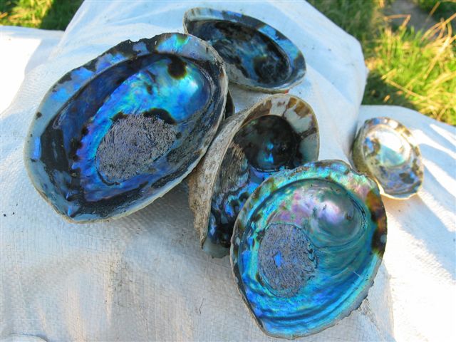 Paua__Abalone_Shell.jpg