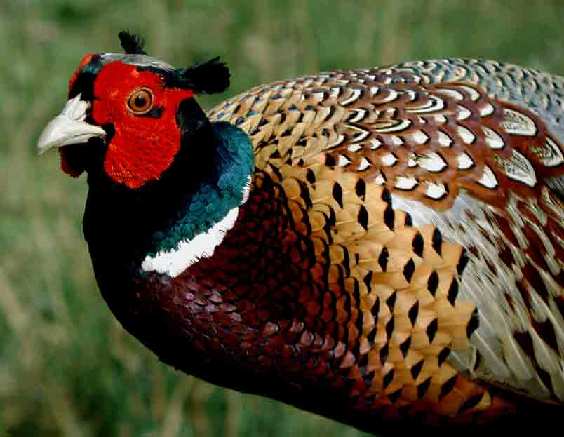 Pheasant2.jpg Pheasant2.jpg