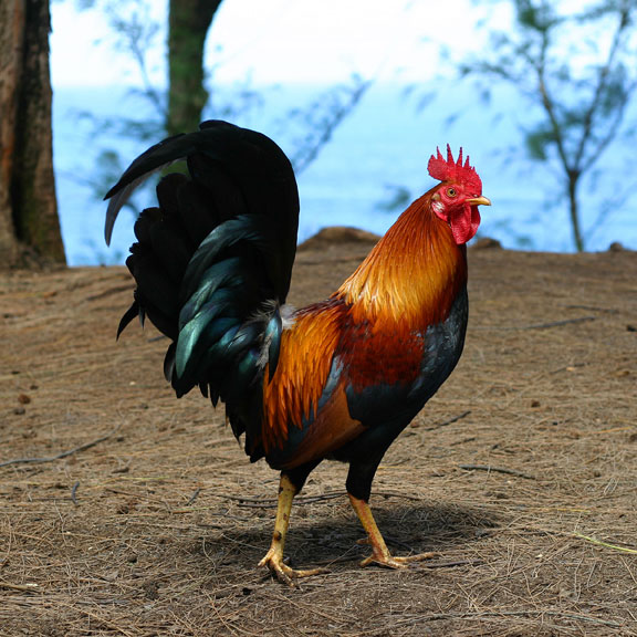 Roosterreal.jpg