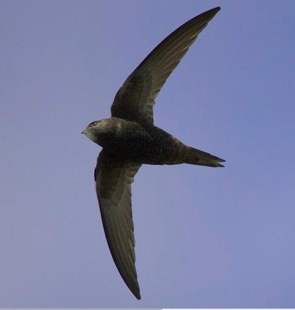 Swift2.jpg Swift2.jpg