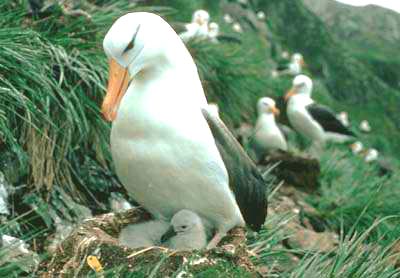 albatross.jpg albatross.jpg