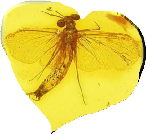 amberfly.jpg amberfly.jpg