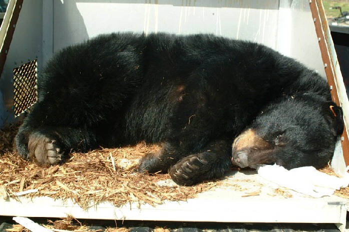 bear.jpg bear.jpg