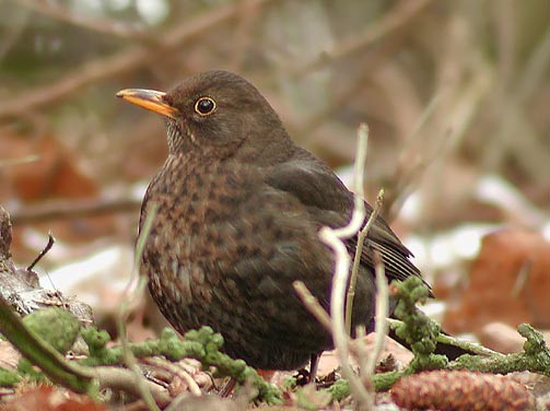 blackbird.jpg blackbird.jpg