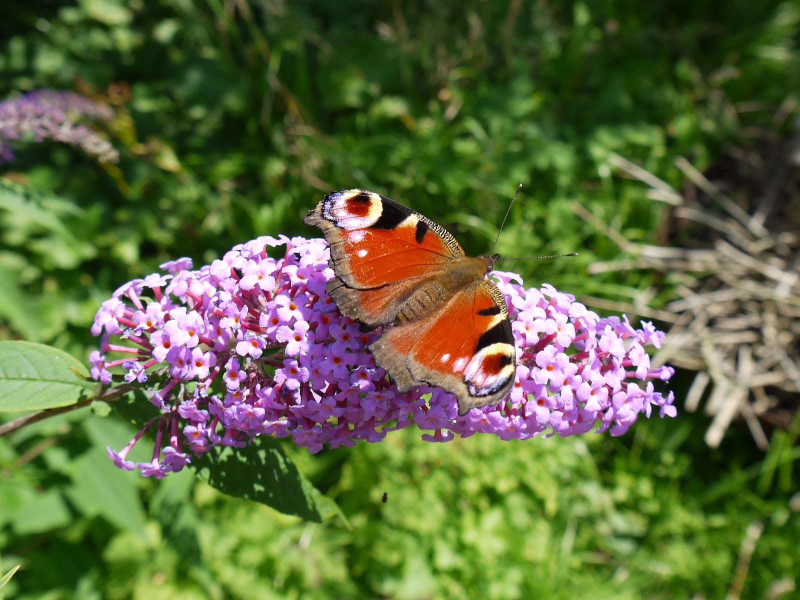butterflybuddleia.JPG