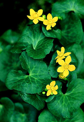 celandine.jpg