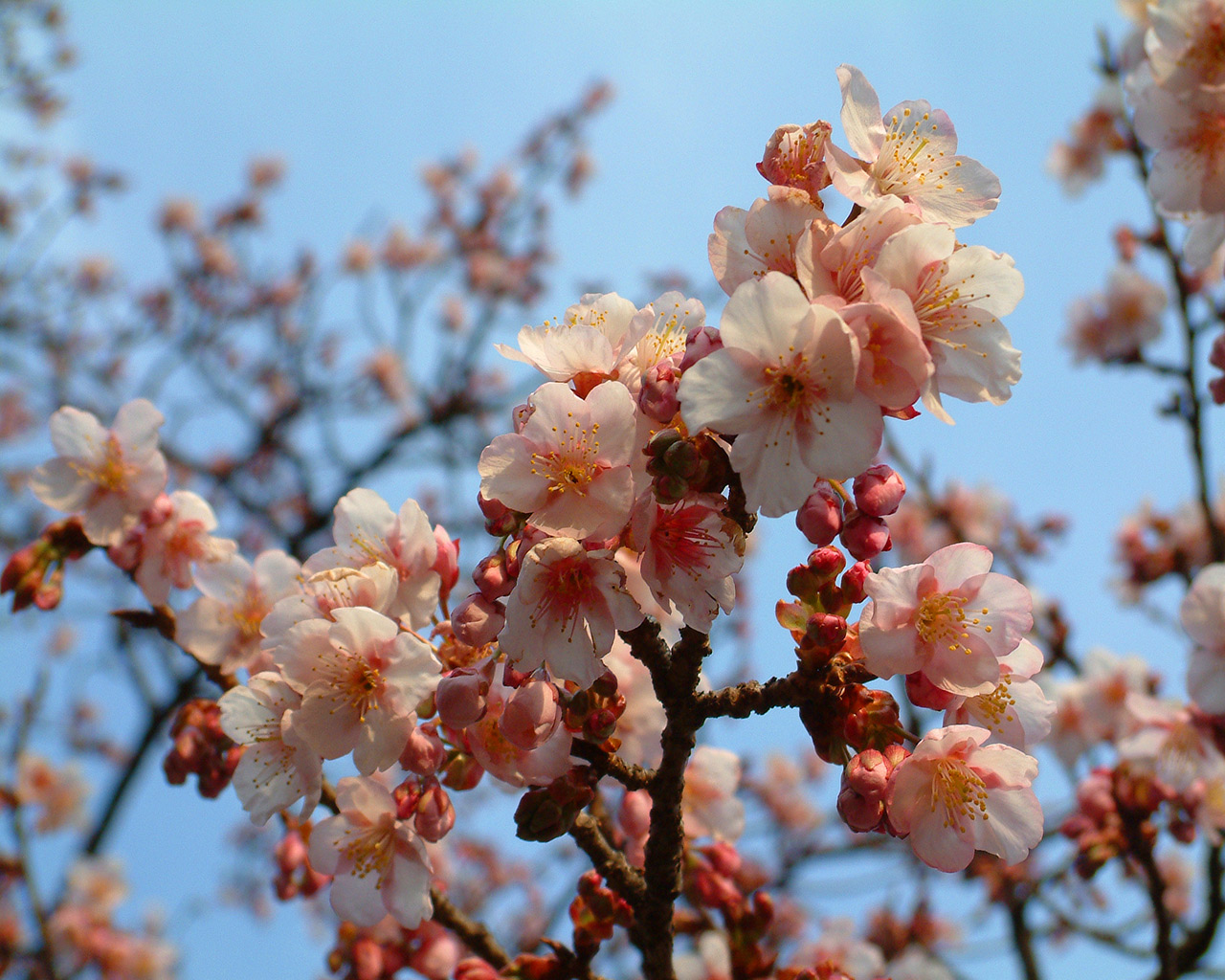 cherryblossom.jpg