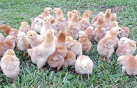 chicks.jpg chicks.jpg
