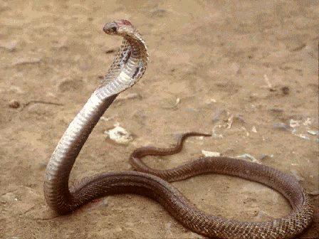 cobra1.jpg cobra1.jpg
