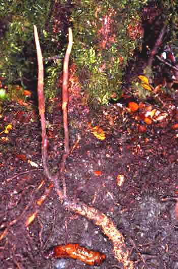 cordyceps1.jpg