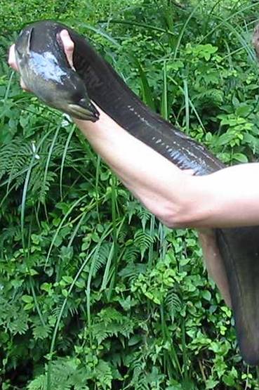 eel.jpg