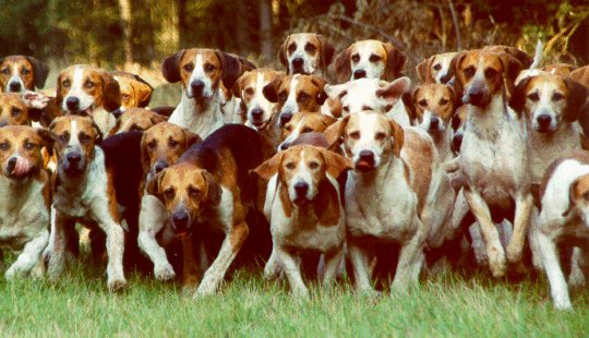 foxhounds.jpg foxhounds.jpg