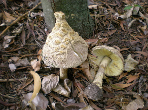 fungus001.jpg