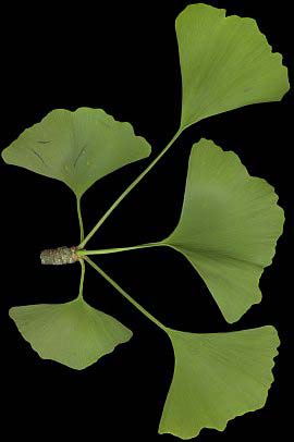 ginkgo.jpg