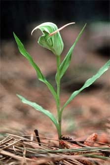 greenhood-orchid.jpg