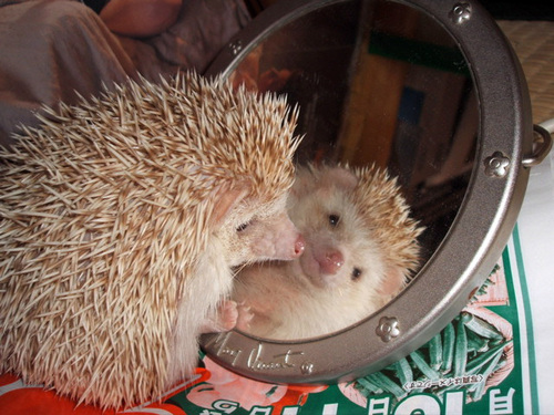 hedgehog.jpg hedgehog.jpg