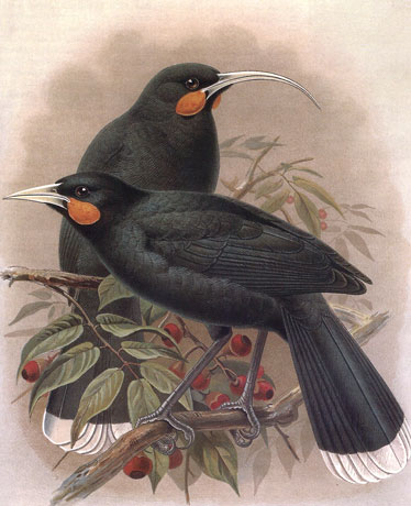 huia.jpg huia.jpg