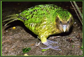 kakapo.jpg kakapo.jpg