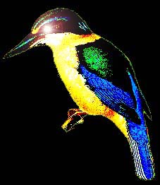 kingfisher.jpg kingfisher.jpg