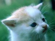 kitten.jpg kitten.jpg