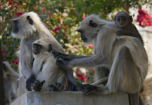 langurs.jpg