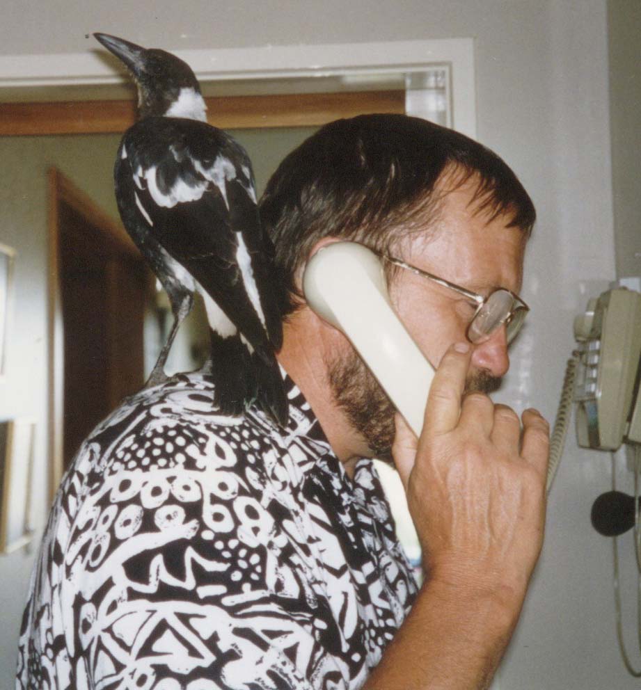magpie.jpg magpie.jpg