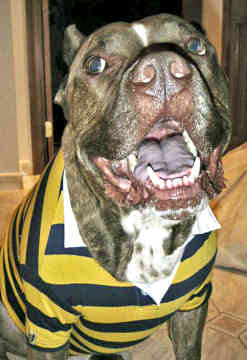 mastiff.jpg mastiff.jpg