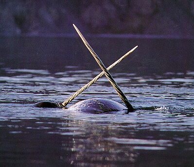 narwhal1.jpg narwhal1.jpg