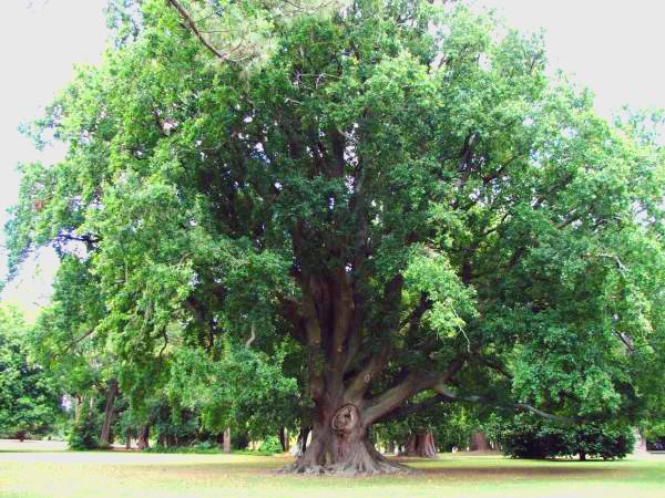 oak1.jpg