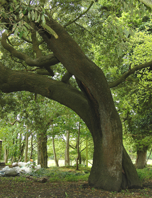 oakbeech.jpg oakbeech.jpg