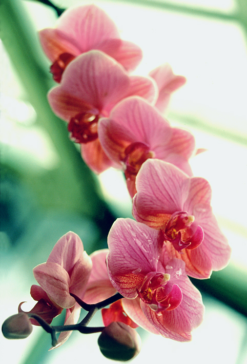 pink-orchid.jpg