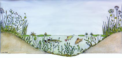 pond.jpg pond.jpg