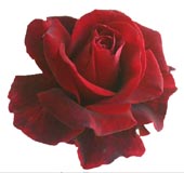 rose.jpg rose.jpg