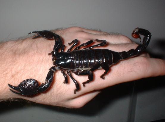 scorpion2.JPG