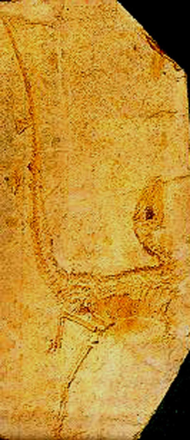 sinosaur.jpg