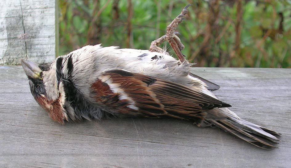 sparrow.jpg sparrow.jpg