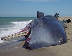spermwhale.jpg spermwhale.jpg