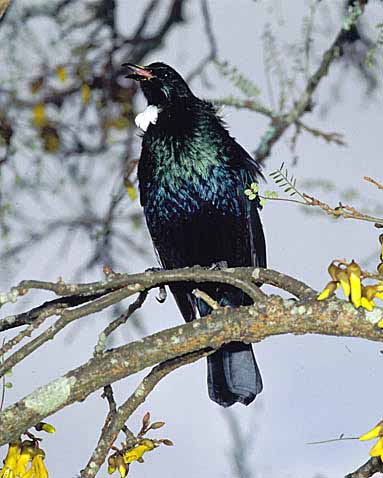 tui.jpg