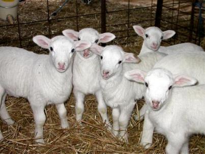 weanlambs.jpg weanlambs.jpg
