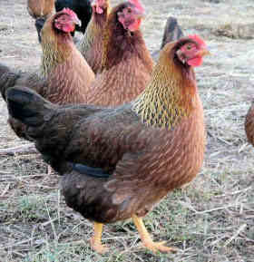 welsummerpullets.JPG welsummerpullets.JPG