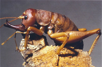 weta_tusked.jpg