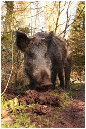wildswine.jpg wildswine.jpg